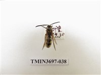 藏品(膜翅目(蜂))的圖片